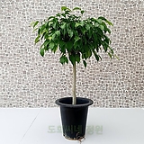 Ficus benjamina L. [ ]     450