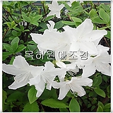 철쭉나무 (백철쭉) 하얀꽃 H0.4전후 5주묶음,목하원예조경