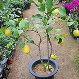 레몬나무(오리지널)