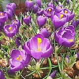 Crocus sativus L. [ ]     035