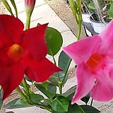 ﻿만데빌라썬다볼-색다르게2개사계절피는꽃 ﻿-2