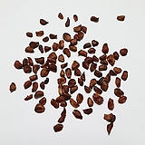이탈리안사이프러스种子10g(500립) 10g