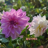 다알리아-(흰색,핑크 두가지 꽃이 피는 품종)특대덩이