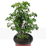 나비폴리셔스 나비 폴리샤스 폴리시아스 나무 화분 실내 공기정화 식물 인테리어 소품
