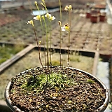 Utricularia bisquamata 
