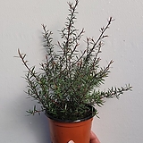 Leptospermum scoparium 10-25cm 32
