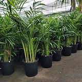 Areca Palm 60-70cm
