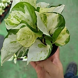 애플스킨 무늬스킨 스킨몬스테라 수입식물 15-25cm 79