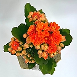YOUNG GARDNE (영가든) 카랑코에 퀸로즈 오렌지 소품 묘목 아름다운 꽃과 대중적이며 인기가 많은 카랑코에 퀸로즈예요