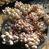 Graptopetalum pachyphyllum Bluebean