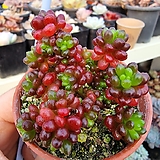 Sedum Rubrotinctum Redberry