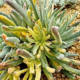 알비플로라금 (두들레야금 군생)|Dudleya albiflora
