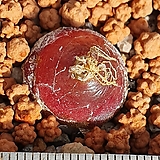 Conophytum burgeri 