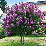 [전국최저가] 백일홍나무 묘목 (자금령) 보라색꽃 삽목2년특묘,같이가치농원