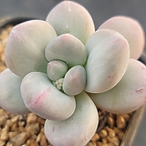 후레뉴금 29|Pachyphytum cv Frevel