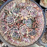대품 황홀한연꽃 자연군생|Echeveria pulidonis