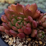 핑클루비|Sedeveria pink rubby