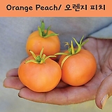 오렌지피치 Orange Peach 방울토마토  달콤한 희귀토마토 교육체험용 세트