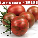 Purple Bumblebee 퍼플 범블비 방울토마토  달콤한 희귀토마토 교육체험용 세트