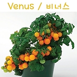 비너스 Venus희귀 난쟁이 앉은뱅이 수경재배토마토 교육용 체험용세트