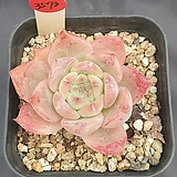 E. colorata 3573)