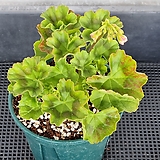 Pelargonium(Geranium) .