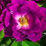 프랑스장미.4계.렙소디인 블루.old rose 향기.예쁜진한보라색.(꽃형 예쁜형).울타리.넝쿨장미.월동가능.