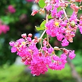 배롱나무(粉色꽃)전체높이165cm전후 165cm