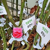 덩굴장미(대) 핑크 로잔나 2022 새상품