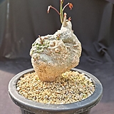 아데니아 스틸로사 (Adenia Stylosa) 아프리카식물