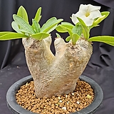 파키포디움에버넘(PachypodiumEburneum)아프리카식물 