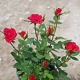 Rosa multiflora /