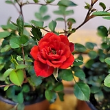 Rosa multiflora 