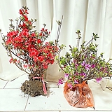 청년농부 철쭉 자산홍(보라)/영산홍(빨강) 묘목 5주묶음 조경수 정원수 꽃모묙