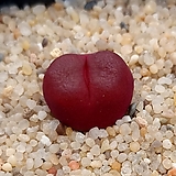 マウガニー Conophytum maughanii armeniacum