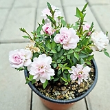 Rosa multiflora /