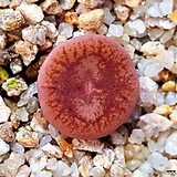 Conophytum maughanii - C.maughanii hybrid - 1080
