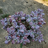Cotyledon orbiculata cv 
