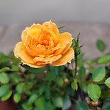 Rosa multiflora 