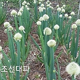 꽃씨앗 조선 대파 (50립) -다년초