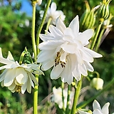희귀꽃씨앗 흰겹매발톱 (10립) -다년초