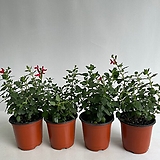 Salvia officinalis 4