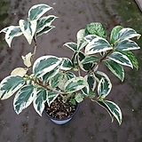 Camellia japonica 239