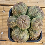 Euphorbia obesa (Baseball Plant) 
