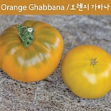 Orange Ghabbana 오렌지 가바나 달콤한 희귀토마토 교육용 체험용세트