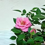 꽃용 미니장미 핑크 10cm포트