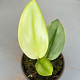 스킨답서스 트루비 문라이트 희귀식물