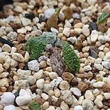 라체날리아  컴프토니 (Lachenalia comptonii)