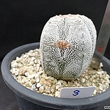 Astrophytum myriostigma cv. ONZUKA 3.Astrophytum myriostigma cv. 'Onzuca'