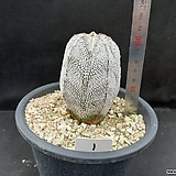 1.Astrophytum myriostigma cv. 'Onzuca' 온주카 난봉옥